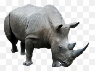 Free Png Images Free Vectors Graphics Psd Files - Rhino Transparent Background Emoji,Rhino Emoji