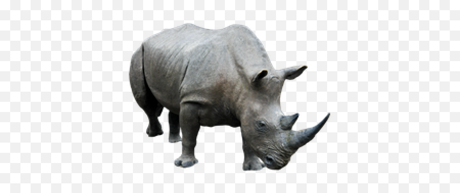 Free Png Images Free Vectors Graphics Psd Files - Rhino Transparent Background Emoji,Rhino Emoji