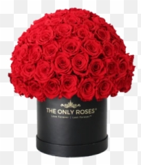 The Only Roses - Floribunda Emoji,Flower Bouquet Emoji