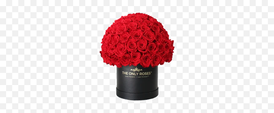The Only Roses - Floribunda Emoji,Flower Bouquet Emoji