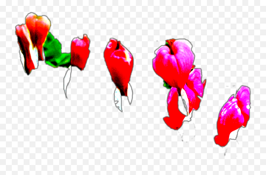 Bleeding Hearts - Illustration Emoji,Bleeding Heart Emoji