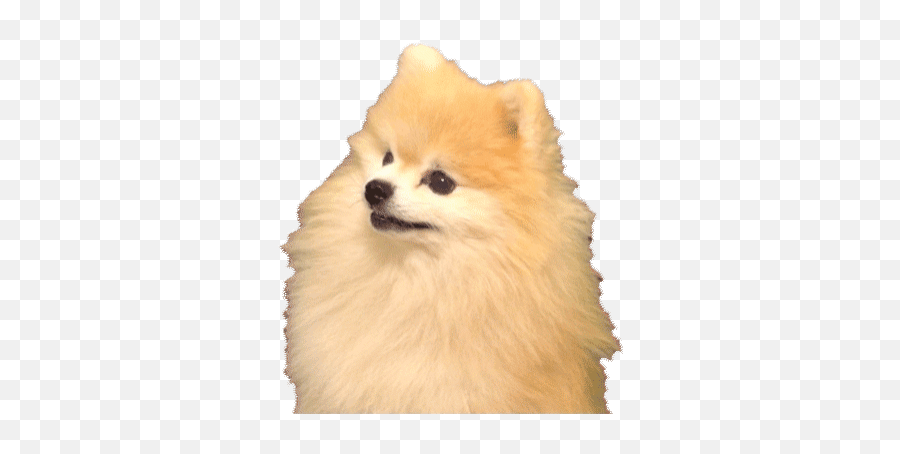 Top Naughty Dog Games Stickers For - Dog Gif Transparent Emoji,Smiling Dog Emoji