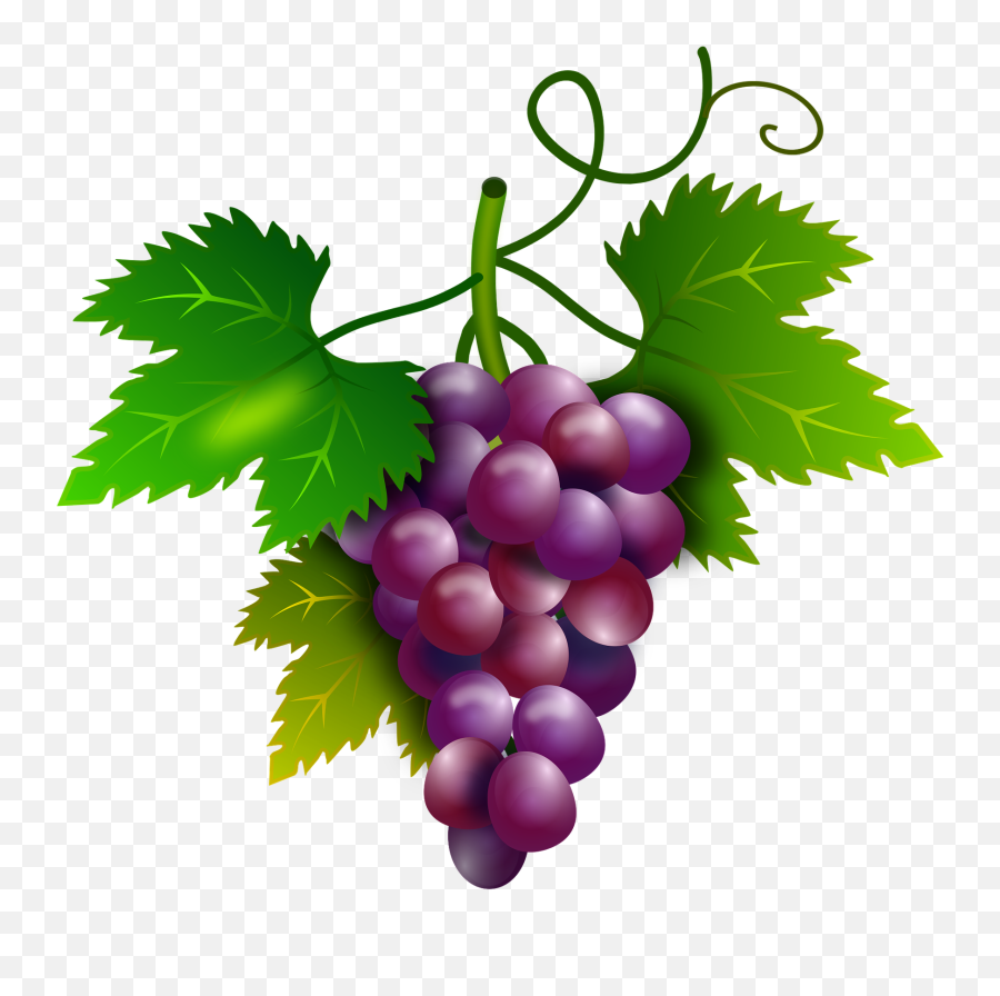 Grape Clipart Kawaii Grape Kawaii Transparent Free For - Grape Vine Png Emoji,Grape Emoji