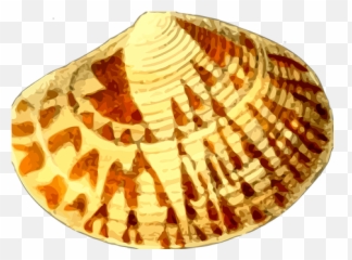 Free Sea Shells Shell Vectors - Gambar Kerang Kartun Emoji,Conch Shell Emoji
