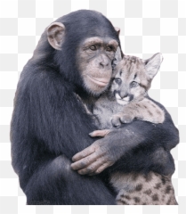 Top Sing Me Insomnia Stickers for Android u0026 iOS Gfycat - Monkey Cat Hug Emoji