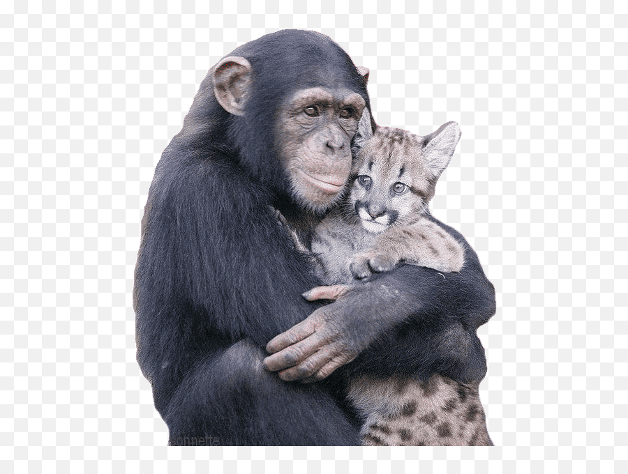 Обезьяна и кот. Шимпанзе обнимаются. Обезьянки обнимаются. Обезьяна обнимает. Обезьяна и кот обнимаются.