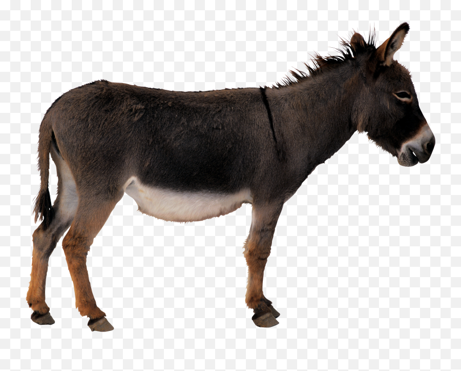 46 Donkey Png Images Are Free To Download - Donkey Png Emoji,Donkey Emoji
