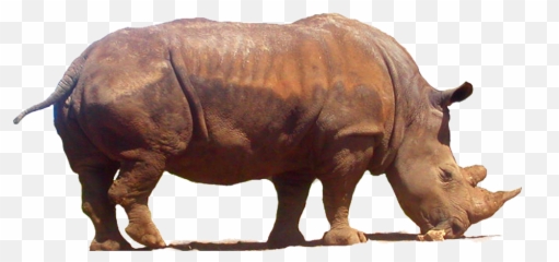 Download Free Rhinoceros Png Clipart Icon Favicon - Rhinoceros Emoji,Rhino Emoji