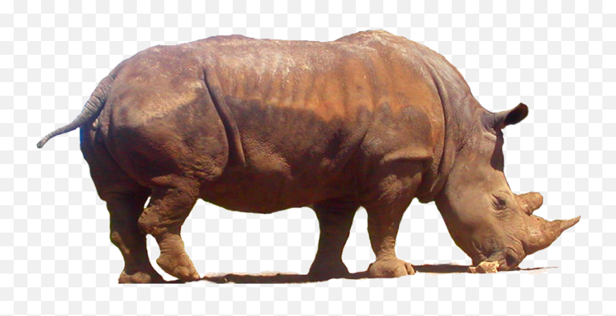 Download Free Rhinoceros Png Clipart Icon Favicon - Rhinoceros Emoji,Rhino Emoji