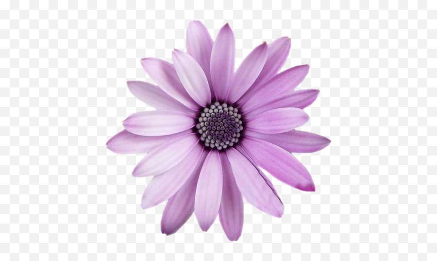 Flower Png Transparent - Freetoedit Flower Png With Transparent Background Purple Flower Transparent Emoji,Daffodil Emoji