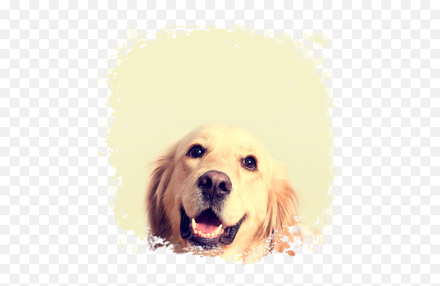 Dog Wallpaper U2013 Aplikácie V Službe Google Play - Trivia For Dog Emoji,Boxer Dog Emoji