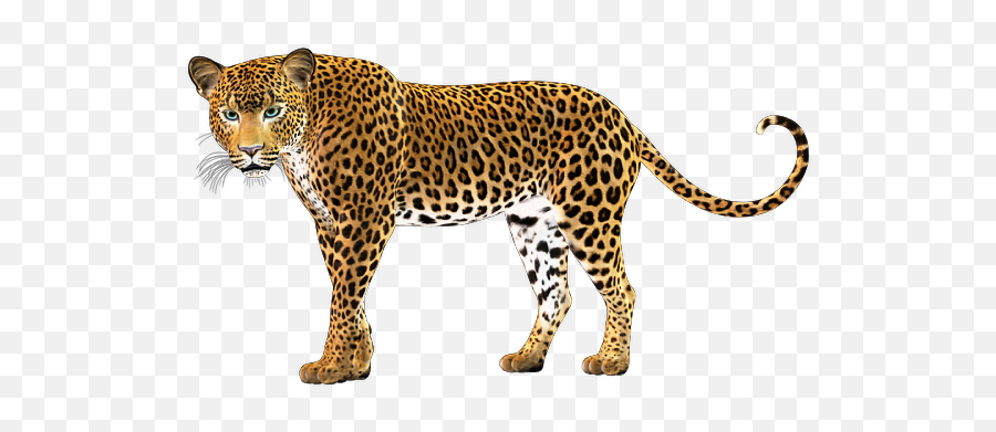 Animalstickers Leopard - Leopard Emoji,Leopard Emoji
