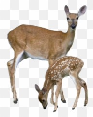Deer Png - Transparent Background Png Deer Emoji,Deer Emojis