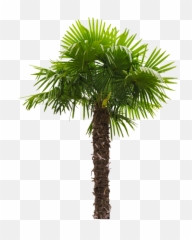 Nature Tree Palm - Palm Tree Washingtonia Filifera Emoji,Palm Tree Emojis