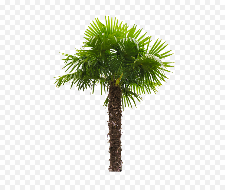 Nature Tree Palm - Palm Tree Washingtonia Filifera Emoji,Palm Tree Emojis