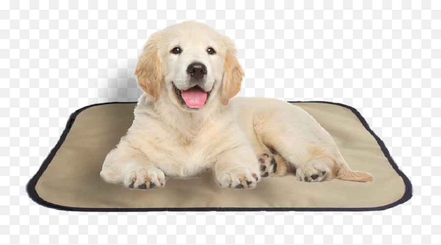 Shop Now - Golden Retriever Puppies With White Background Golden Retriever Puppy Psd Emoji,Golden Retriever Emoji