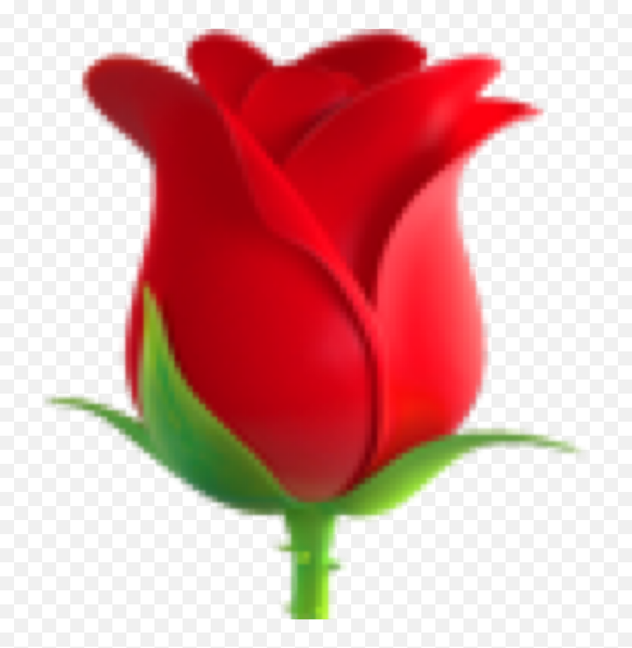 Red Rose Emoji Followforfollow Iphpone - Transparent Background Rose Emoji,Red Rose Emoji