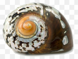 Snail Shell Emoji,Conch Shell Emoji