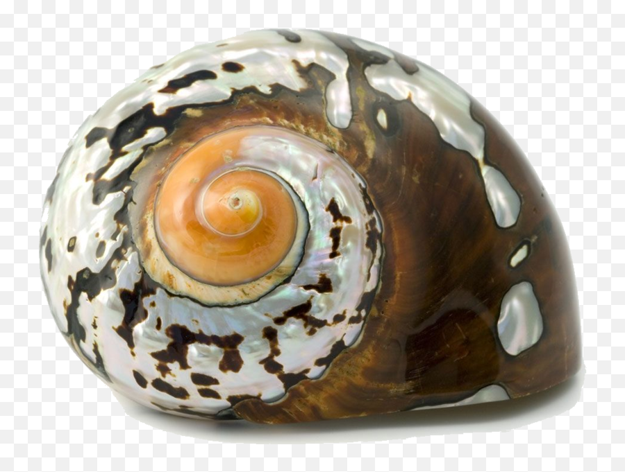 Snail Shell Emoji,Conch Shell Emoji