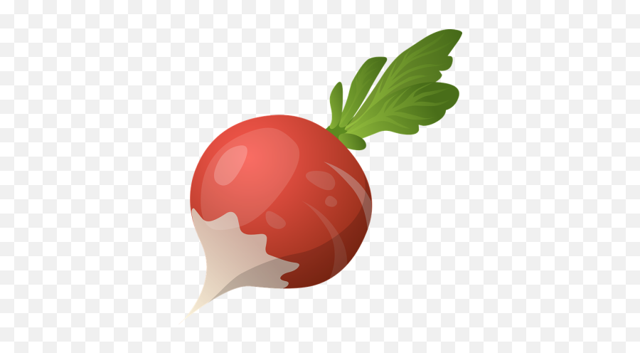 Free Vectors Graphics Psd Files - Transparent Radish Clipart Png Emoji,Radish Emoji
