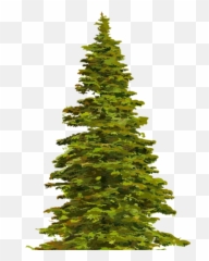 Evergreen Png And Vectors For Free - Hill Tree Emoji