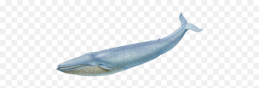 Cetacea - Blue Whale Transparent Background Emoji,Free And Whale Emoji