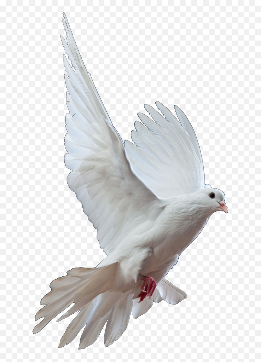 Dove Png Clipart - White Pigeon Transparent Background Emoji,Dove Emoji Png
