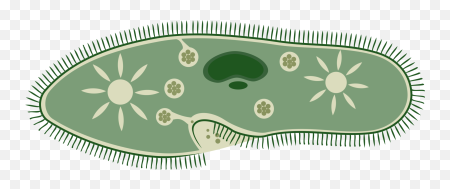 Paramecium Drawing Microscope Transparent U0026 Png Clipart Free - Paramecium Png Emoji,Microscope Emoji