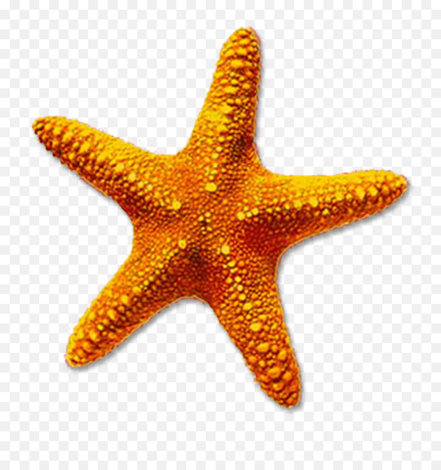 Clipart Realistic Transparent Background Starfish - Sea Star Transparent Background Emoji,Starfish Emoji