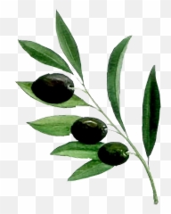 Sticker Olivebranch Branch Olive Green - Zeytin Aac Sanatsal Emoji,Olive Branch Emoji
