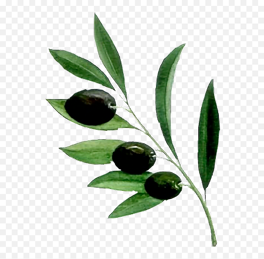 Sticker Olivebranch Branch Olive Green - Zeytin Aac Sanatsal Emoji,Olive Branch Emoji