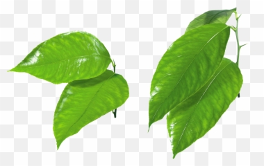 Leaf Green Clip Art - Orange Fruit Leaves Png Emoji,Green Leaf Emoji