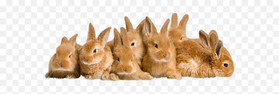 Rabbits Easter Graphic Picgifscom - Rabbit Png Emoji,Easter Emoticons