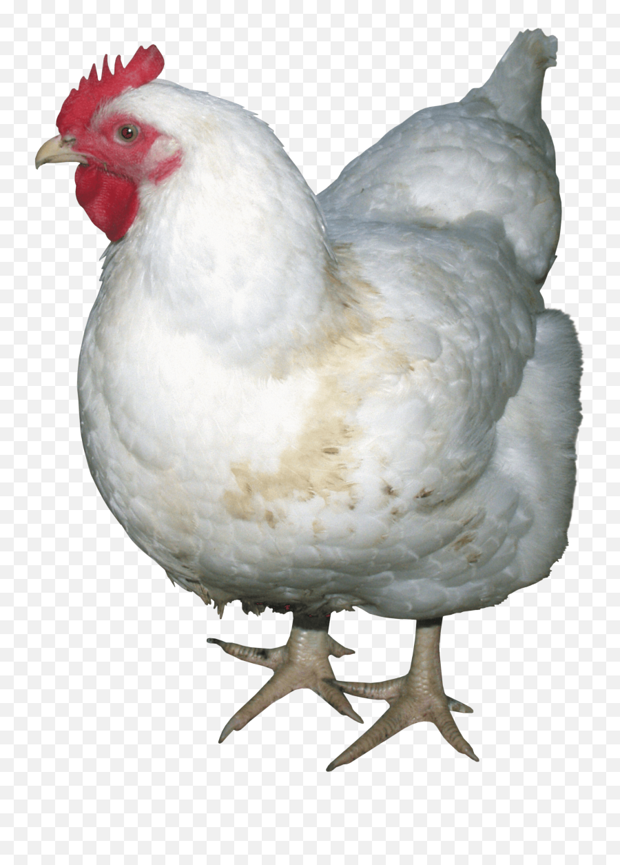 White Chicken Png Image - Purepng Free 472 Png Images White Chicken Png Emoji,Chicken Emoji Transparent