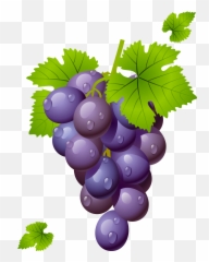Grapes Grape Clipart Grapeclipart Fruit Clip Art Photo 2 - Grapes Clipart Png Emoji,Grape Emoji