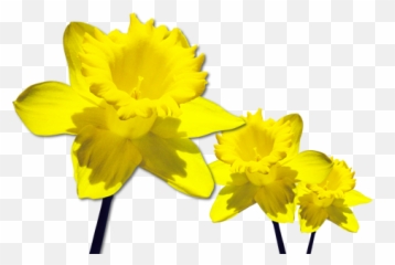 Pretty Daffodil Sticker - Osterglocke Cartoon Emoji,Daffodil Emoji ...