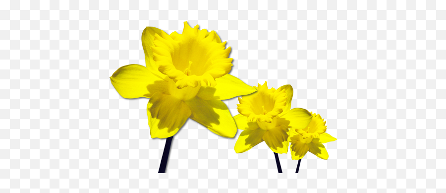 Daffodils Free Download Png - Daffodils Png Emoji,Daffodil Emoji