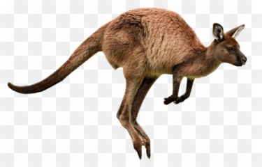 Kangaroo Jumps Transparent Png - Different Movements Of Animals Emoji,Kangaroo Emoji