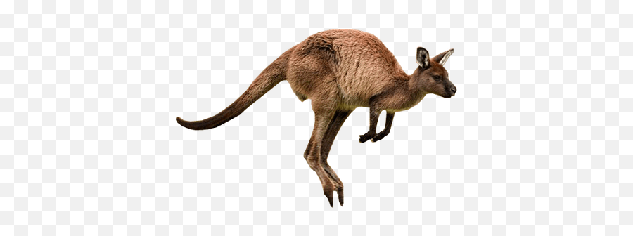 Kangaroo Jumps Transparent Png - Different Movements Of Animals Emoji,Kangaroo Emoji