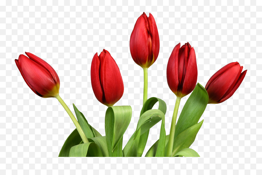 Bouquet Flowers Png - Tulips Png Emoji,Wedding Anniversary Emoji