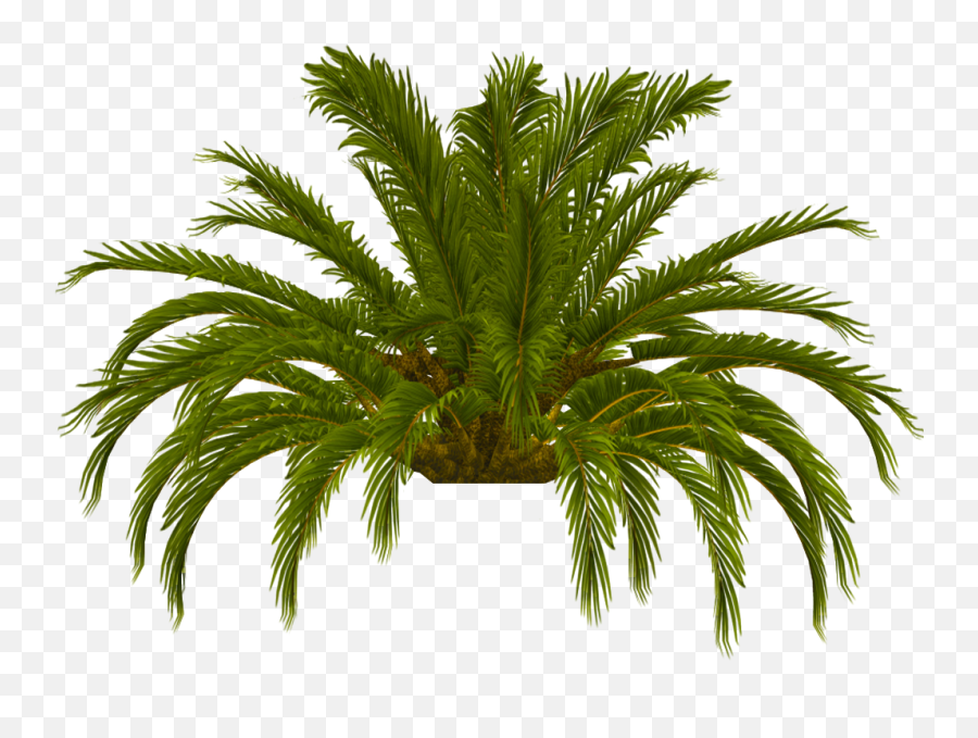 Download Hd Palm Tree Top Photo Tru Palm Tree Top 16 - Date Date Palm Emoji,Palm Tree Emoji
