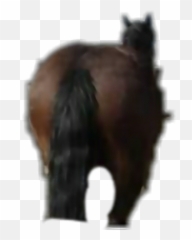 horse big butt - Sticker by Ian Blankenship Cat Emoji