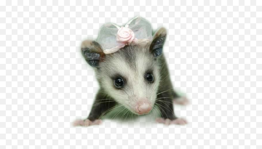 Edit - Baby Opossum Cute Emoji,Opossum Emoji