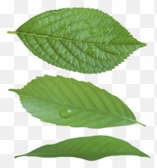 Download Green Leaf Png Hq Image - Real Emoji