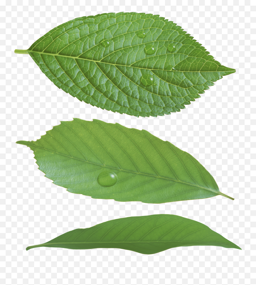 Download Green Leaf Png Hq Png Image - Real Green Leaf Png Emoji,Green Leaf Emoji