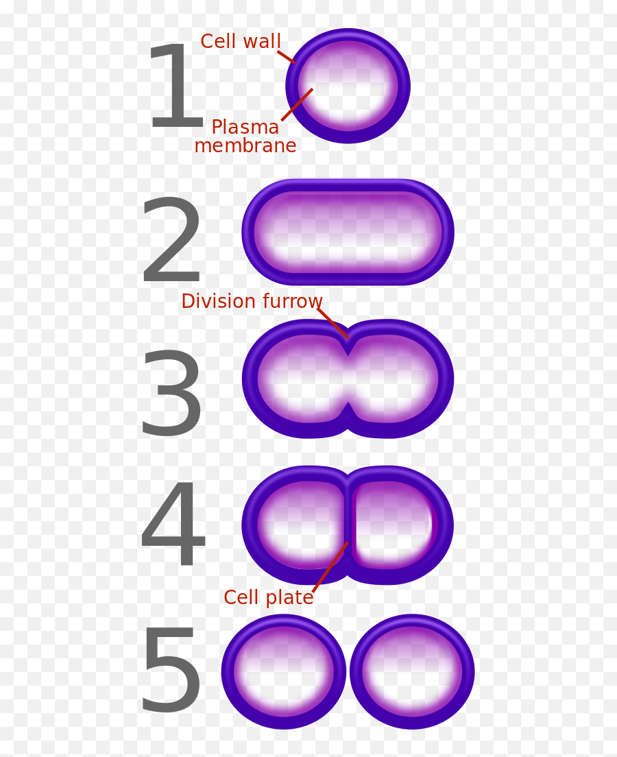 Binary Fission2 - Binary Fission Simple Diagram Emoji,Emoji Beta