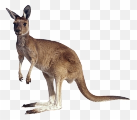 Animal Australia Cute Australiaanimal Kangaroo - If You Lift A Tail Off Emoji,Kangaroo Emoji