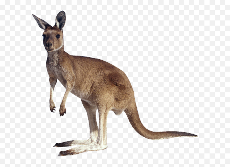 Animal Australia Cute Australiaanimal Kangaroo - If You Lift A Tail Off Emoji,Kangaroo Emoji