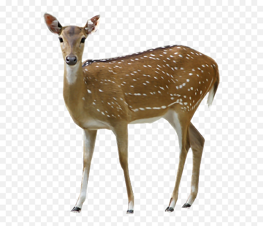 Deer - Transparent Background Deer Png Emoji,Whitetail Deer Emoji