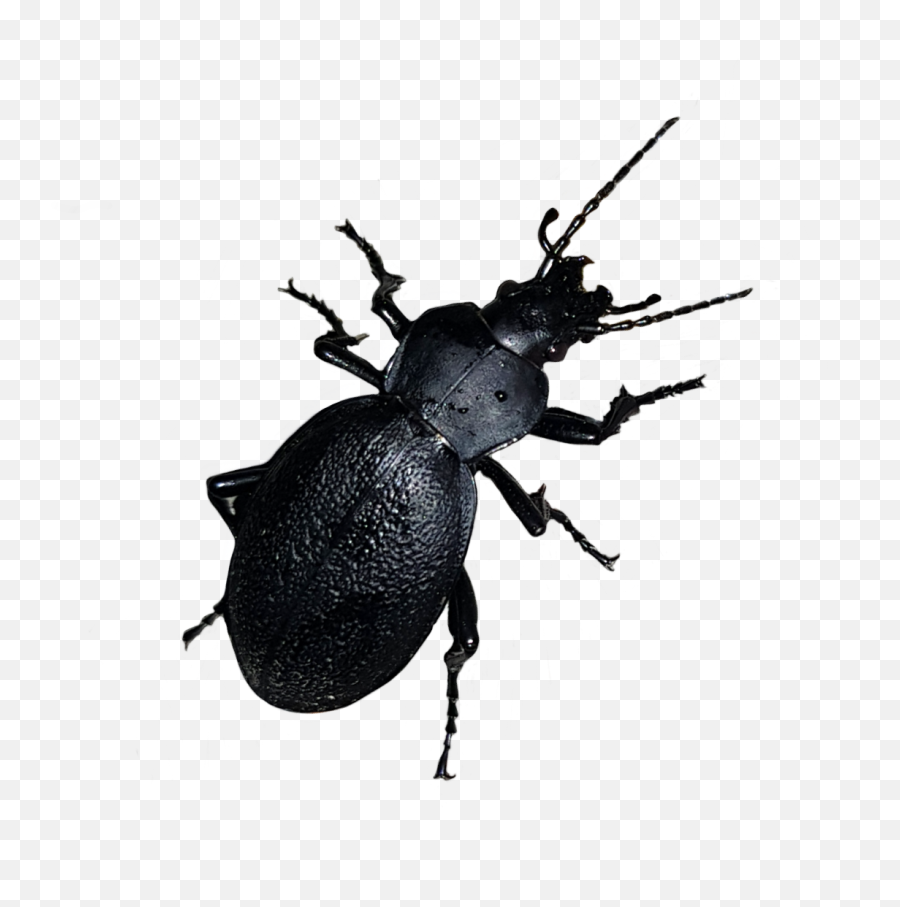 Beetle Insect Bug Sticker - Parasitism Emoji,Beetle Emoji